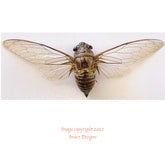 Dundubia spiculata (Thailand) A2